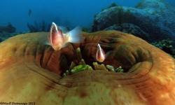 Two small anemone fish guarding their closing anenome as ... by Niall Deiraniya 